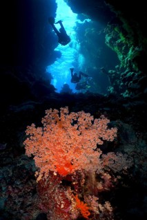 Hemprich's tree coral
