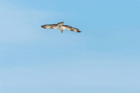 Western osprey