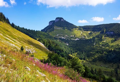 Willowherb