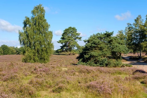 Blooming heathland