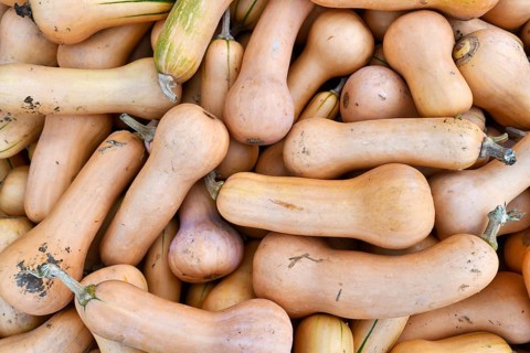 Top view of pile of long Butternut pumpkins
