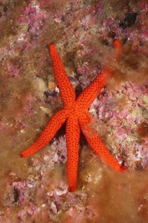 Orange starfish