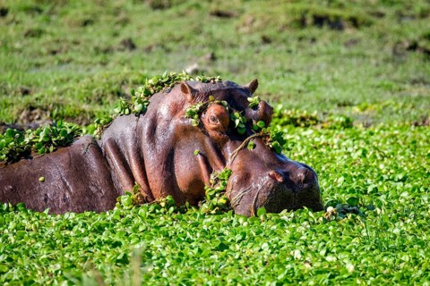 Hippo