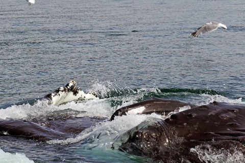 Humpback whales with wide open mouths bubble feeding