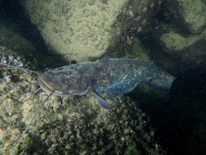 Catfish