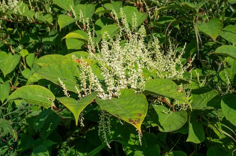 Flowering Japanese Knotweed