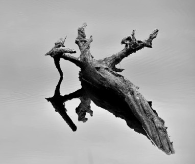 Abstract art in nature