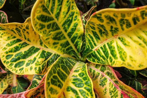 Garden croton aka variegated croton