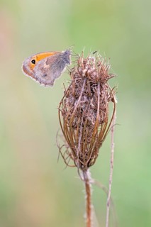 Meadow brown
