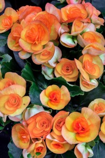 Begonias