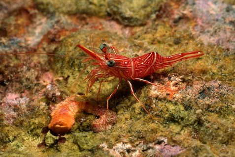 Close-up of camel shrimp
