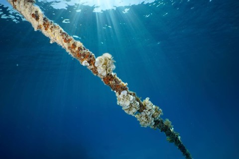 Ear funnel alga