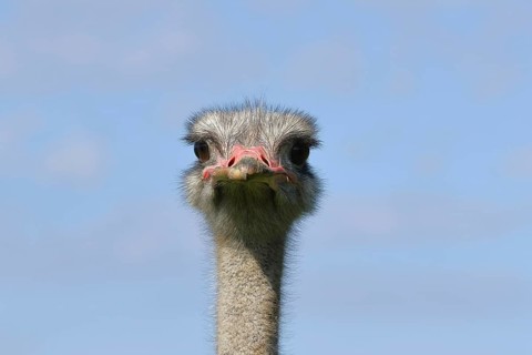 Common ostrich