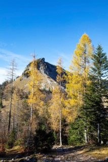 Autumnal yellow lark forest on the Genneralm with view to the Holzeck