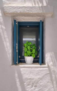 Frontal shot of flower pot with basil plant on window sill of whitewashed house in summer sunshine and shadows. Traditional seasoning herb for Greek and Italian cuisines