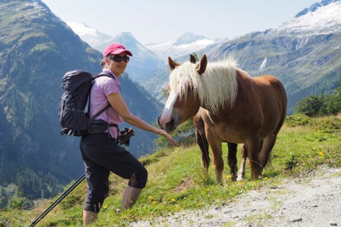 Hiker meets a Haflinger on the mountain pasture