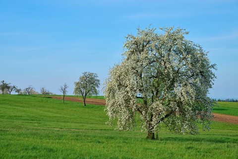 Pear trees