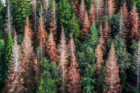 Forest dieback in Black Forest