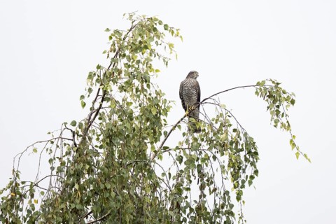 Eurasian sparrowhawk