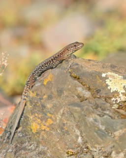 Common wall lizard