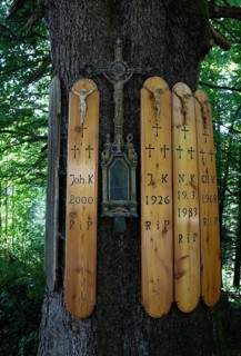 Dead boards at the Kreuzfichte