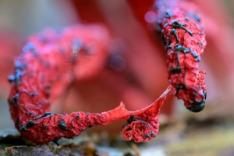 Octopus stinkhorn