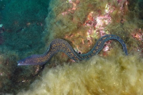 Mediterranean moray