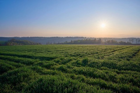 Grain field