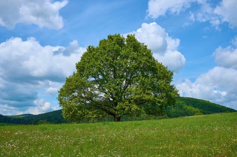 Oak tree
