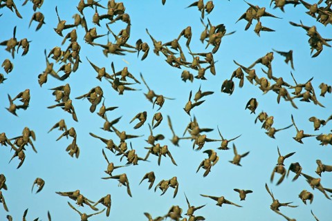 Red-billed oxpecker
