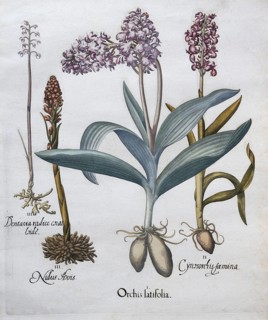 Northern marsh-orchid