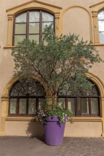 Olive tree in a large flower pot in a town. Colmar