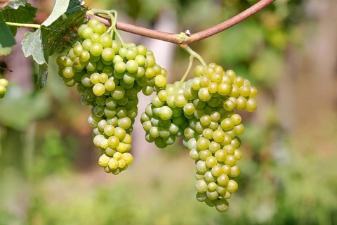 Grapes on the Moselle
