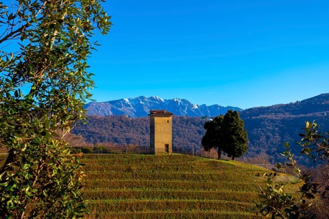Vineyard in Collina di Oro with Mountain View in Lugano