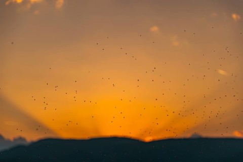 Swarm of mosquitoes in front of rays of the setting sun