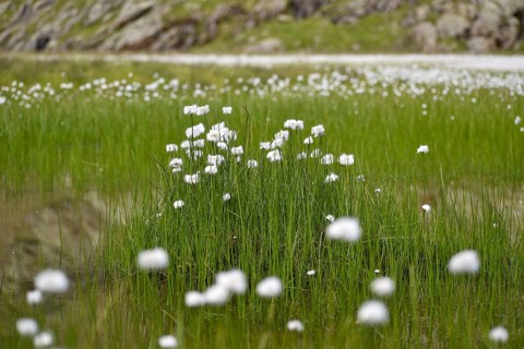 Lake with lots of cottongrass