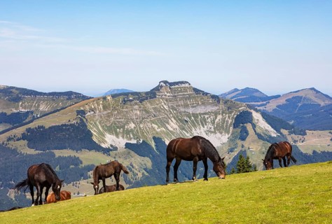 Herd of horses at the summit cross on the Trattberg with a view of the Schmittenstein