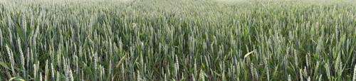 Wheat