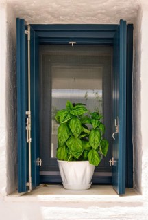 Close frontal shot of flower pot with basil plant on window sill of whitewashed house in summer sunshine and shadows. Traditional seasoning herb for Greek and Italian cuisines