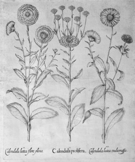 Calendula