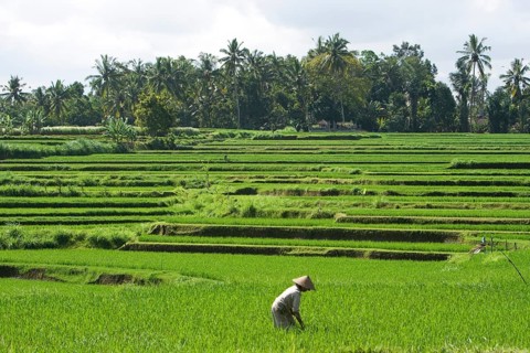 Rice terraces with farmer's wife