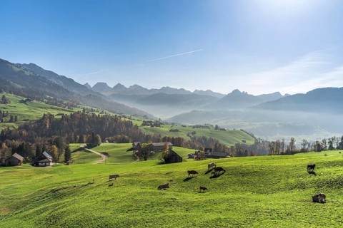 Hilly mountain landscape in Toggenburg with farms and grazing cows