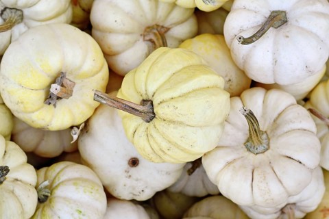 Small white Baby Boo pumpkins in pile