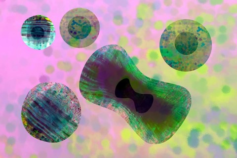 Cell division is a core biological process that ensures the growth and reproduction of all living things. It divides the cytoplasm and other cellular components of the mother cell into two or more dau...