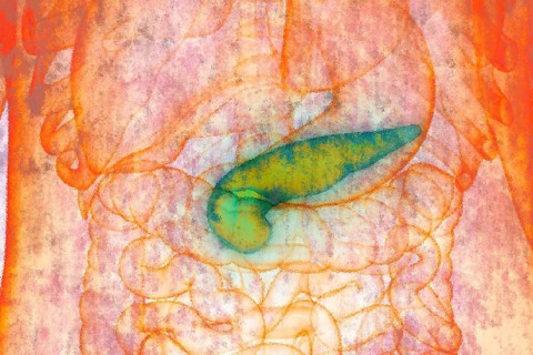 The pancreas is a wedge-shaped organ about 15 cm long