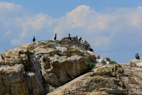Great cormorant