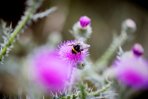 Bumblebee