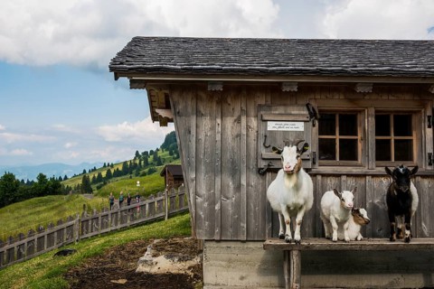Mountain inn and goats