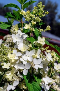 Panicle hydrangea