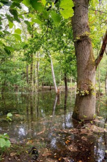 Swamp forest